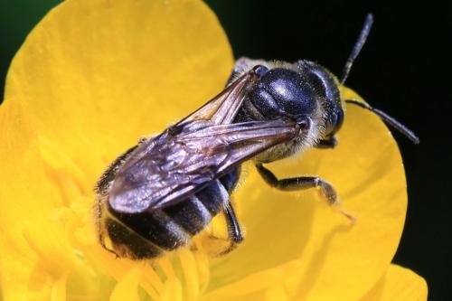 Lasioglossum leucozonium